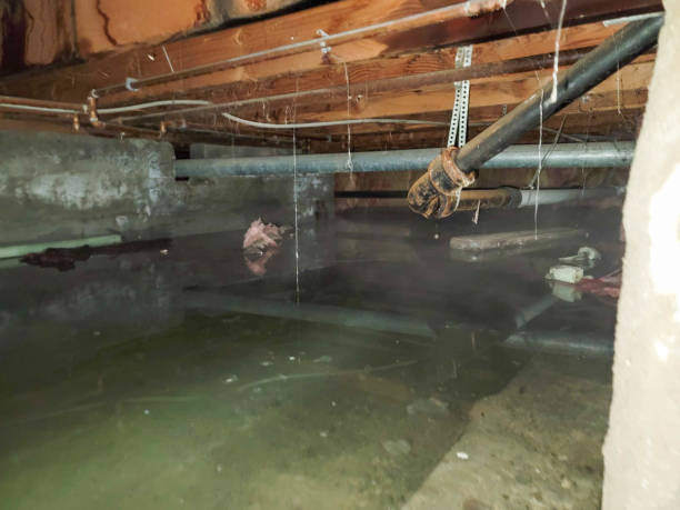  Woodmere, NY Water damage restoration Pros