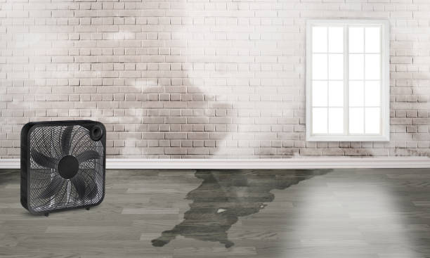 Best Local water damage restoration  in Woodmere, NY